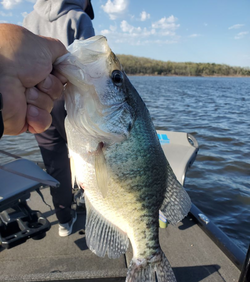 Crappie fishing, big smiles in Pittsburg, MO!